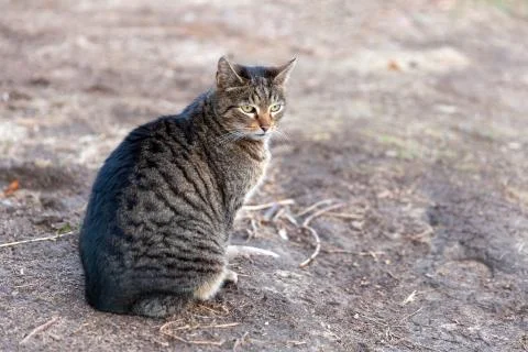 Single tabby cat Foto stock