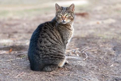 Single tabby cat Foto stock