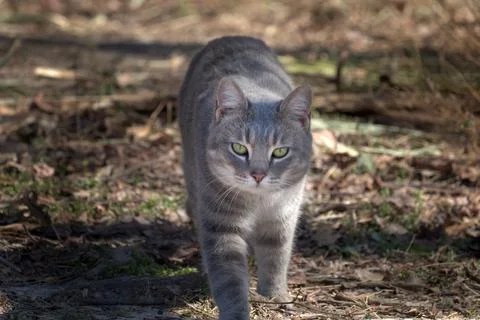 Single Tabby Cat Walking In The Grass Foto stock