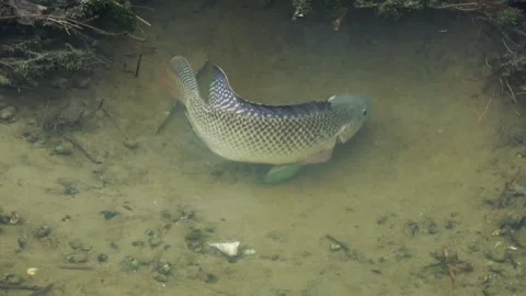 A single Taiwan tilapia clears its spawning pit with its mouth. Stock Footage 341818900