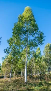 Single Tall Eucalyptus Tree Against Bright Blue Sky Portrait Stock Photos