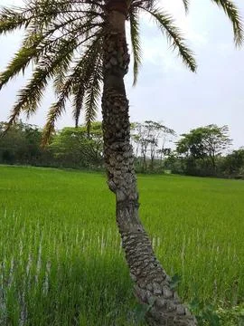 Single tall palm tree in open agricultural field with landscape Stock-Fotos