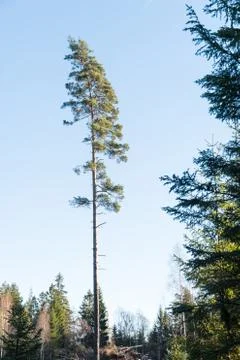 Single tall pine tree Stock Photos