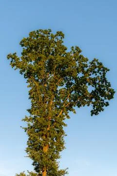Single tall tree against clear blue sky. Green foliage of a deciduous tree .. 库存照片
