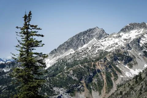 Single tall tree in foreground with vast snow-covered mountain slopes Stock Photos