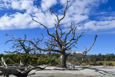 Single tall tree Stock Photos