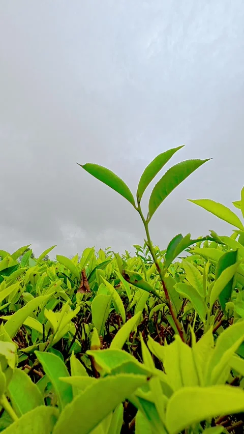 Single tea shoot above green plantation Stock Footage 333492499