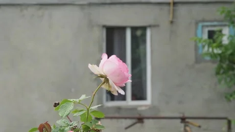 A single tender pink rose on a stem with wet green leaves stands out against Stock Footage 335826650
