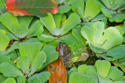 Single terapin turtle head above water between water liliy plants, Mahe, Se Stock Photos