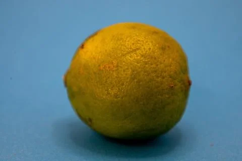 A single, textured green lime is centered on a plain blue background, highlig Stock Photos
