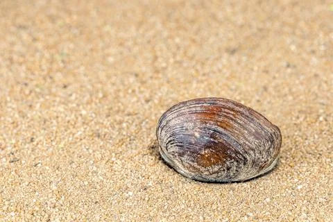 A single, textured seashell rests on a bed of golden sand Stock Photos
