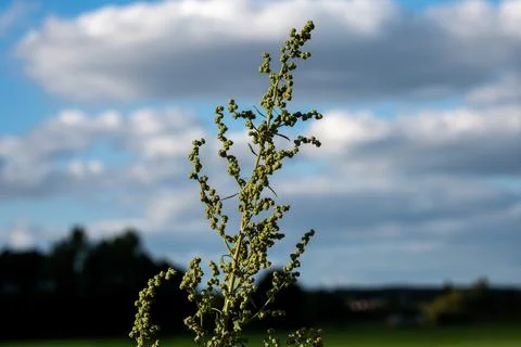 Single thin stem of a wild plant heavily laden with green seed Foto stock