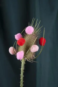 Single thistle covered with pink and red pompons Stock Photos