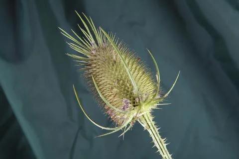 A single thistle stalk in front of a background of green curtains Stock Photos