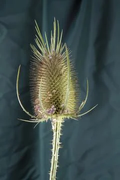 A single thistle stalk in front of a background of green curtains Stock Photos