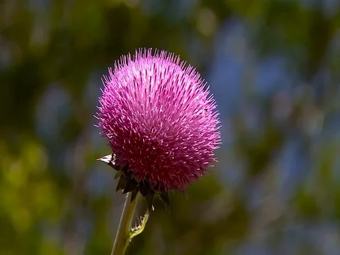 Single Thistle wave in wind Stock Footage 69855563