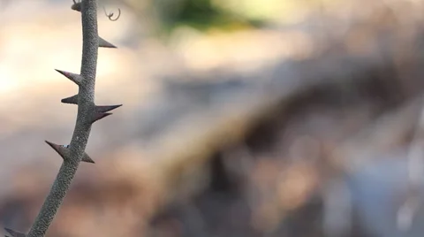 Single Thorn Branch 스톡 동영상 34295010