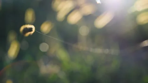 Single thread of spider web flutters in breeze Stock Footage 332857771