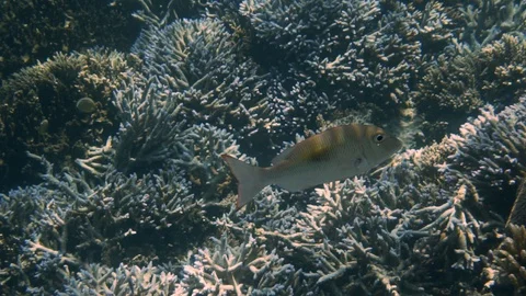 Single Thumbprint Emperor fish swimming around forest of branched coral, Stock Footage 129723254