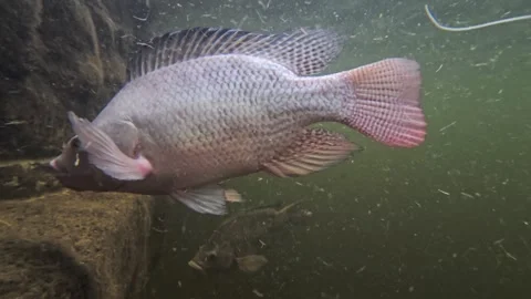 A single tilapia captured in slow motion as it moves through suspended part.. Stock Footage 310612674