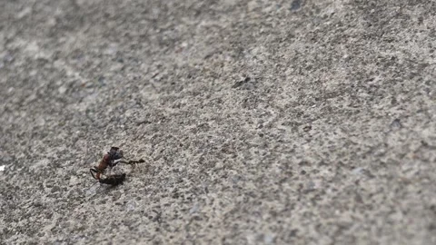 Single tiny ant carrying a large dead ant carcass on sandy ground Stock Footage 346912100