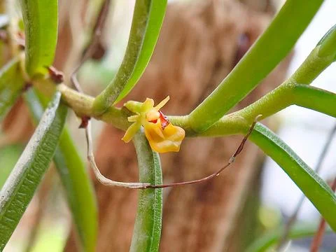 A single tiny flower of the fragrant fan orchid, Pteroceras odoratum, in it.. Fotos de archivo