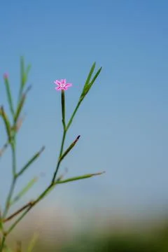 Single tiny pink wildflower on a slender green stem against a clear blue sky Stock Photos