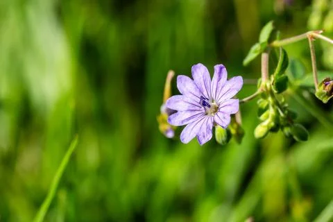 Single tiny purple wild flower blooming beautifully in greenery Foto stock