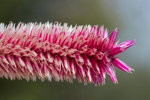 Single tip of a pink red blooming celosia argentea plant flower Stock Photos