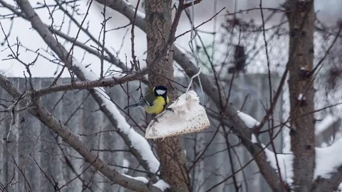 Single titmouse eating food on tree Stock Footage 71506735