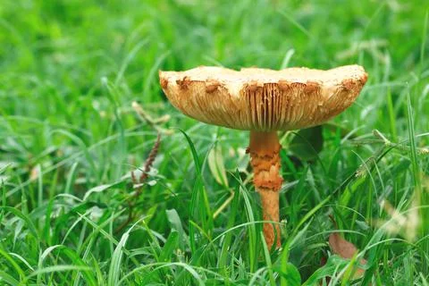 Single toadstool with green grass background Stock Photos