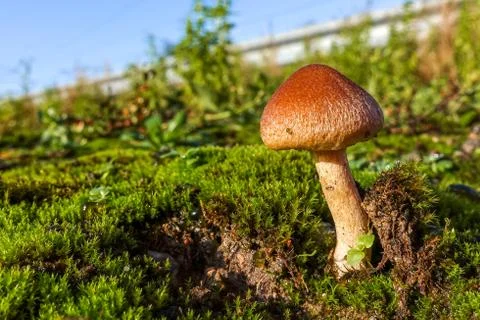 Single toadstool growing on a bed of moss Stock Photos