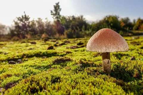Single toadstool growing on a bed of moss Stock Photos