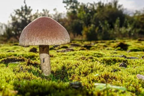 Single toadstool growing on a bed of moss Stock Photos