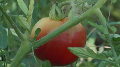 Single tomato with nice shadow game in the shoot. Summer, warm colors Stock Footage 137006630