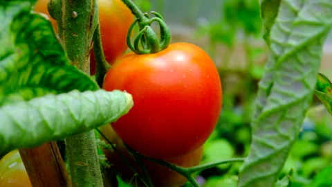 Single tomatoe Stock Footage 246547492