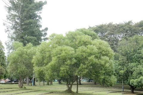 Single Towering Tree Against a Muted Overcast Sky. Stock Photos