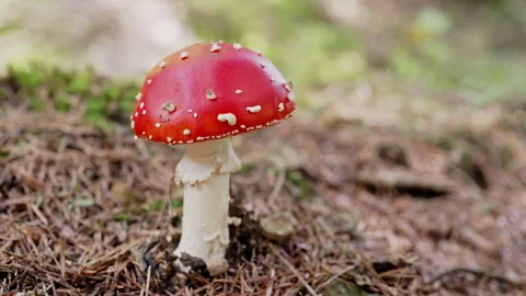 Single toxic and hallucinogen fly agaric with bright red cap stands in forest Stock Footage 217580641