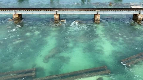 A single track Railway Bridge over the sea with green sea background  Video stock 164875050