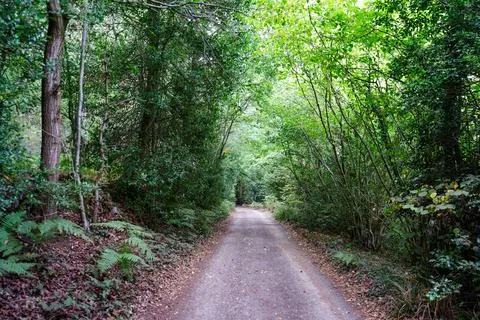 Single track road flanked by trees in woodland Stock Photos
