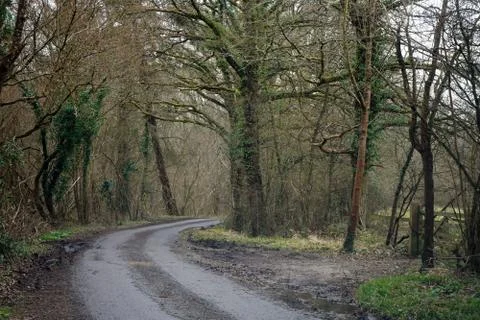 Single track road passing though bare woodland 스톡 사진