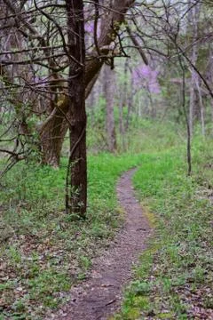 Single Track Technical Trail Stock-Fotos
