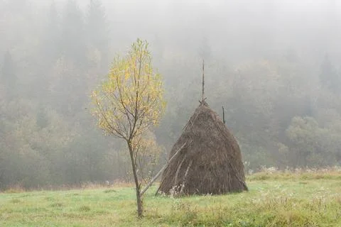 Single traditional haystack next to a small tree in heavy autumn mist 스톡 사진