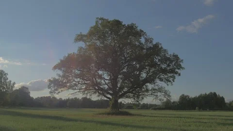 Single tree 4k Steadicam track in Video stock 113646337