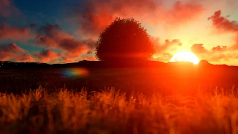 Single tree in African sunset Stock Footage 88128714