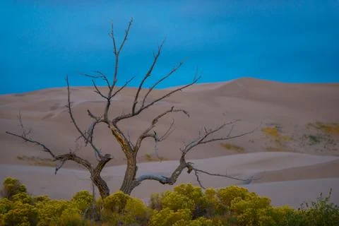 Single Tree against the Sand Dunes Stock Photos