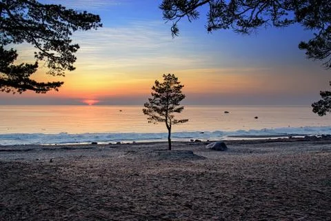 Single tree against the sunset at the gulf of finland Stock Photos