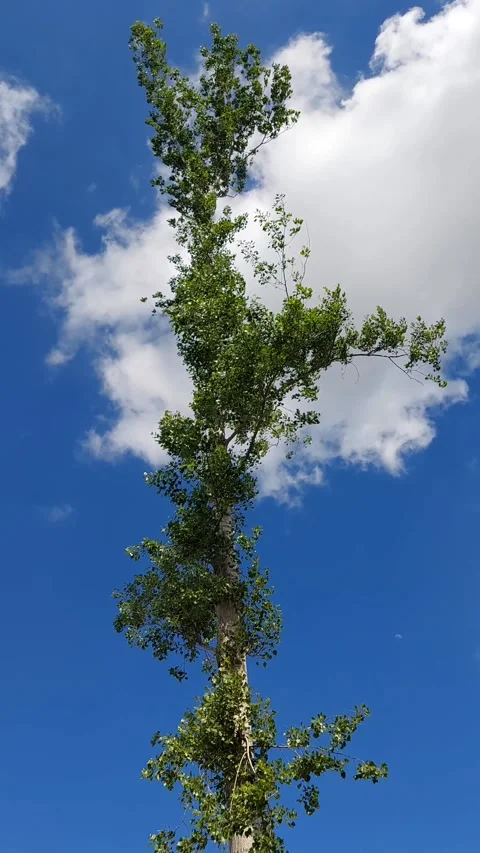 Single Tree alone Blowing in the Wind Video stock 277342739