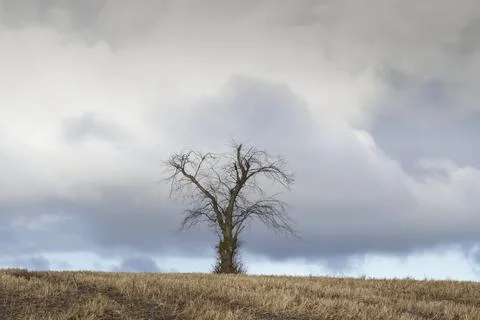 Single tree alone on farm field and sky storm clouds Stock Photos