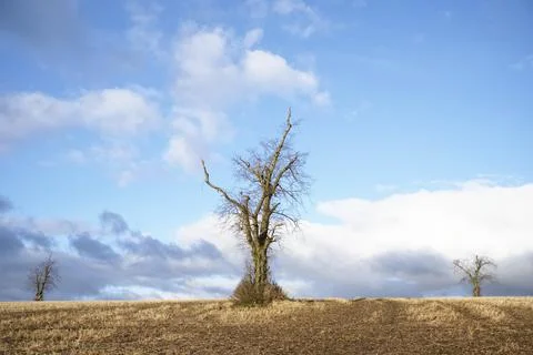 Single tree alone on farm field and sky storm clouds Stock Photos